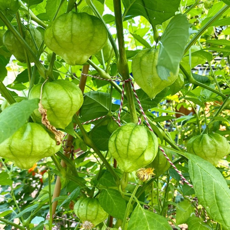 tomatillos growing