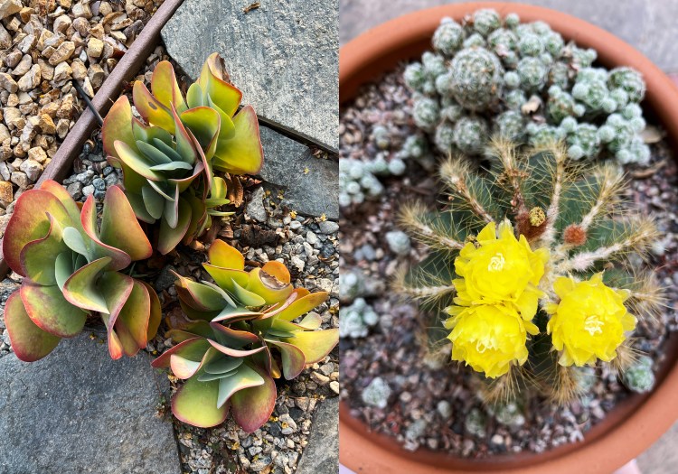 2 photos of succulent / cactus plants